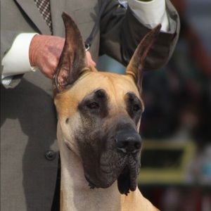 Meet your Posher, Jayne